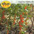 Superfood: Goji chino seco (Wolfberry) -220/280/380/580